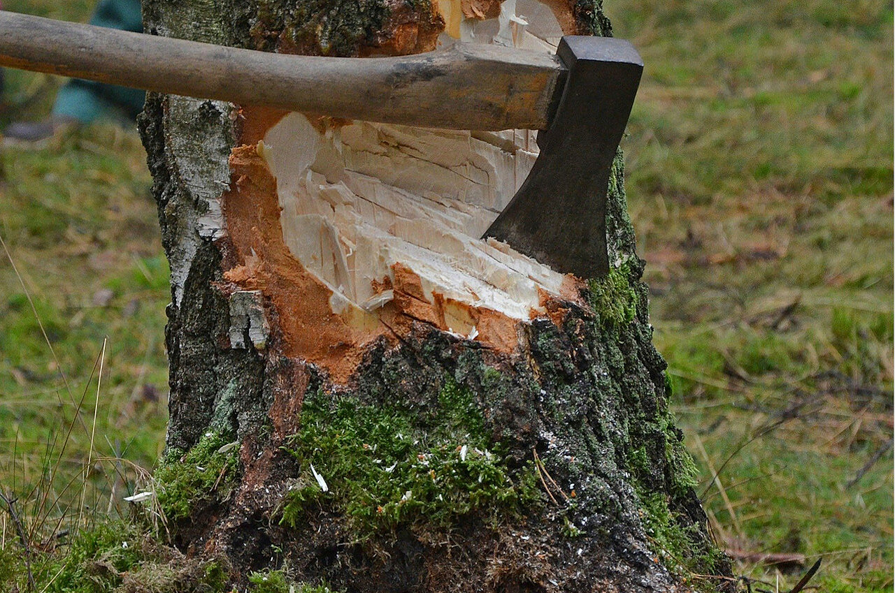 Baumfällung droht Baum fällen