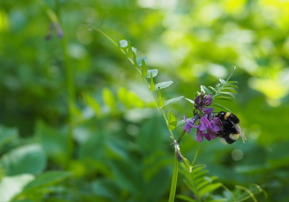 Hummel an einer Blütenpflanze