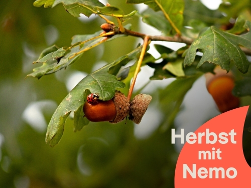 Mit Nemo den Herbst erleben