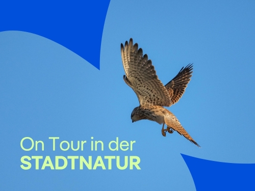 Berliner Flora und Fauna entdecken