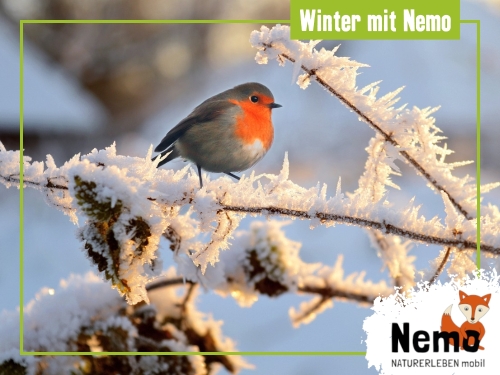 Mit Nemo den Winter erleben