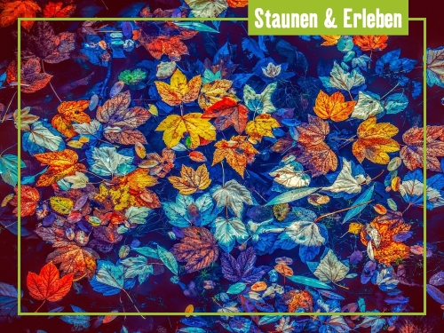 Ausstellungen zwischen Kunst, Wissenschaft und Natur