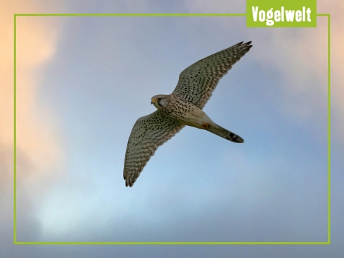 Von Amsel bis Zwergtaucher: Vögel entdecken