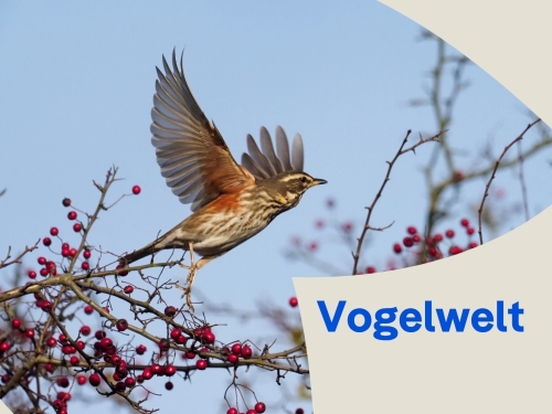 Von Amsel bis Zwergtaucher: Vögel entdecken