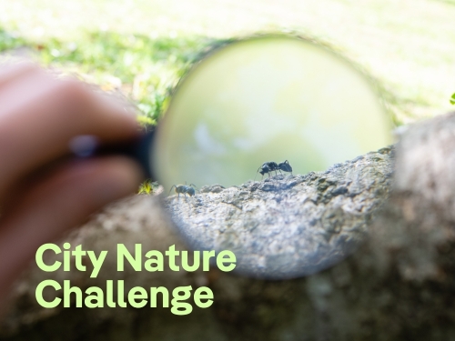 Berliner Stadtnatur entdecken, bestimmen, kartieren