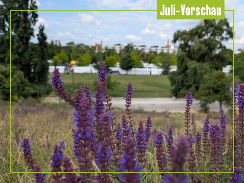 Unsere Tipps für Juli