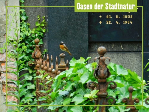 Magische Verstecke: Berlins Friedhöfe