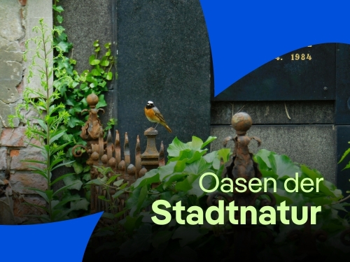 Magische Verstecke: Berlins Friedhöfe