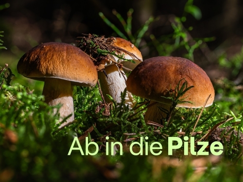 Pilze sammeln, bestimmen und genießen