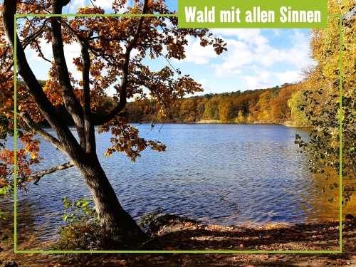 Wald entdecken, erforschen, verstehen