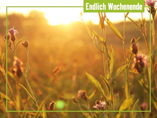 Unsere Tipps zum Wochenende 15. bis 17. August