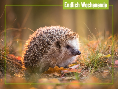 Unsere Tipps zum Wochenende 3. bis 5. Oktober
