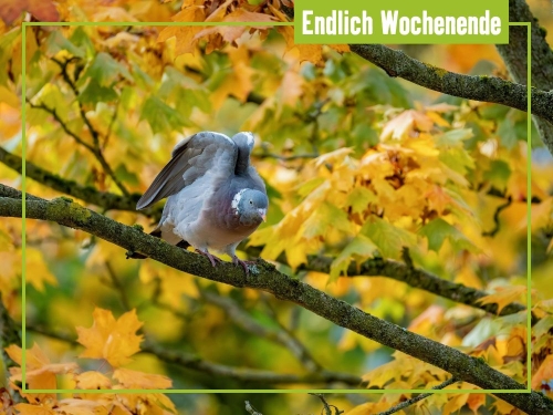 Unsere Tipps zum Wochenende 17. bis 19. Oktober
