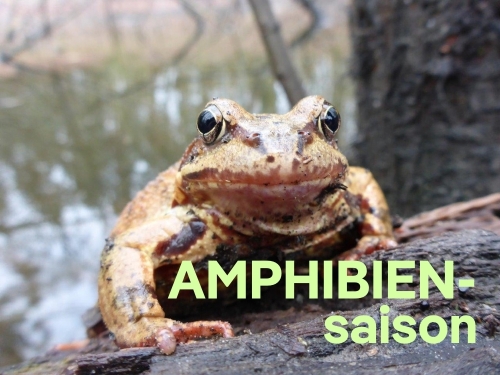 Auf den Spuren von Molch, Frosch und Kröte