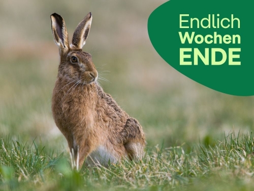 Unsere Tipps zum Wochenende 3.&nbsp;bis&nbsp;5.&nbsp;April