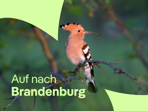 Vogelbeobachtung-Erlebniswoche im Seenland Oder-Spree