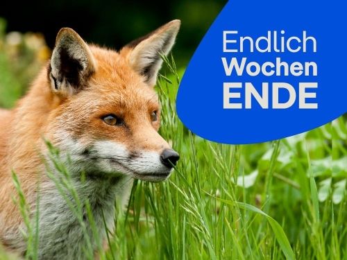 Unsere Tipps zum Wochenende 05.&nbsp;bis&nbsp;07.&nbsp;Juni