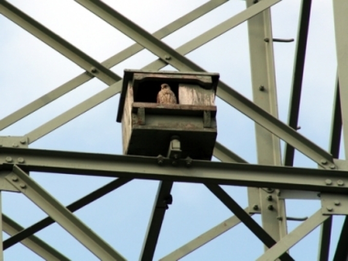 Radtour: Turmfalken in Lichtenberg