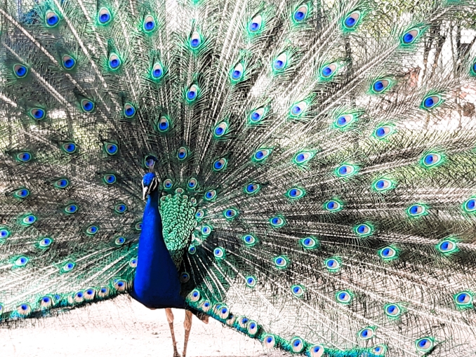 Warum Naturfilme – können sie etwas verändern?