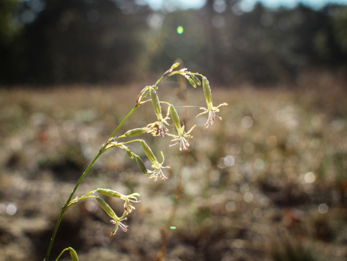 Winterwanderung "Natura2000-Gebiet Baumberge - durch eine wertvolle Naturlandschaft im Tegeler Forst"